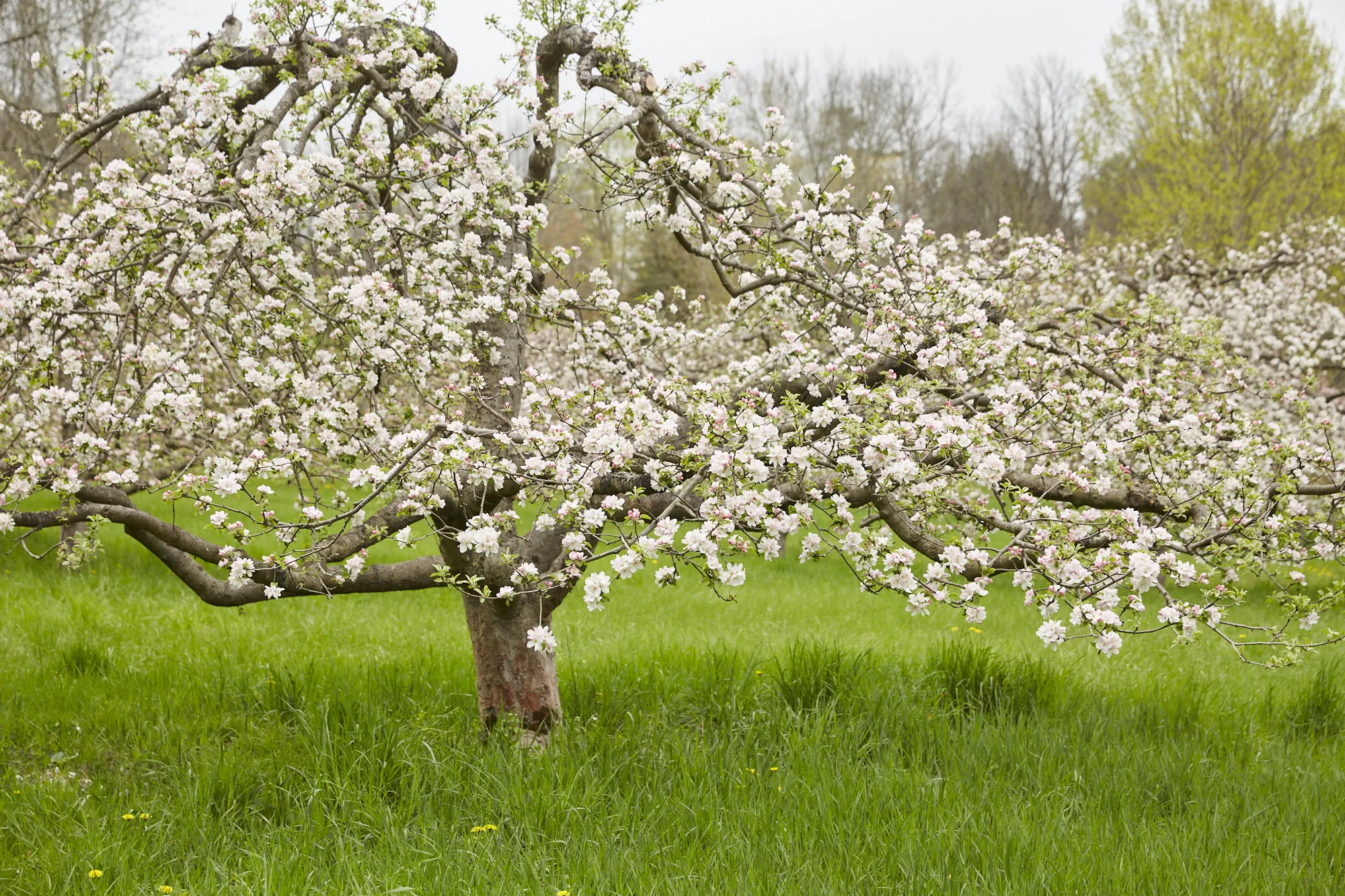 AWAKENING IN SPRING