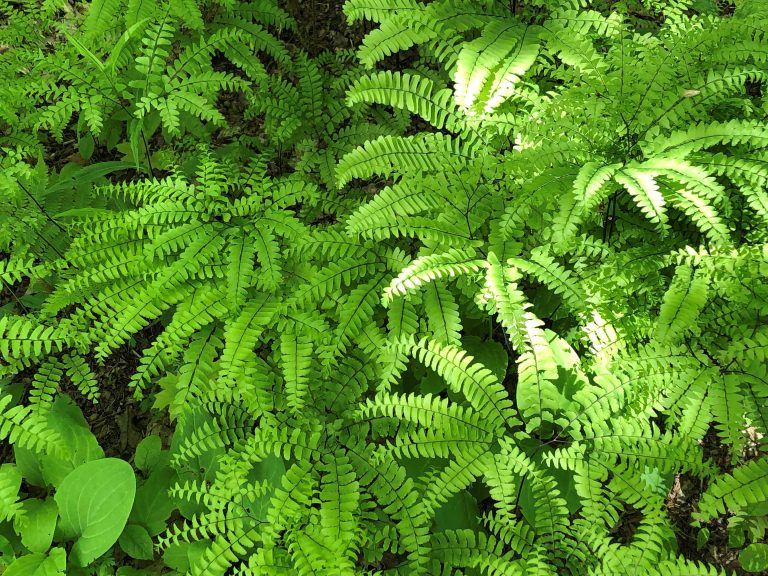 maidenhair fern