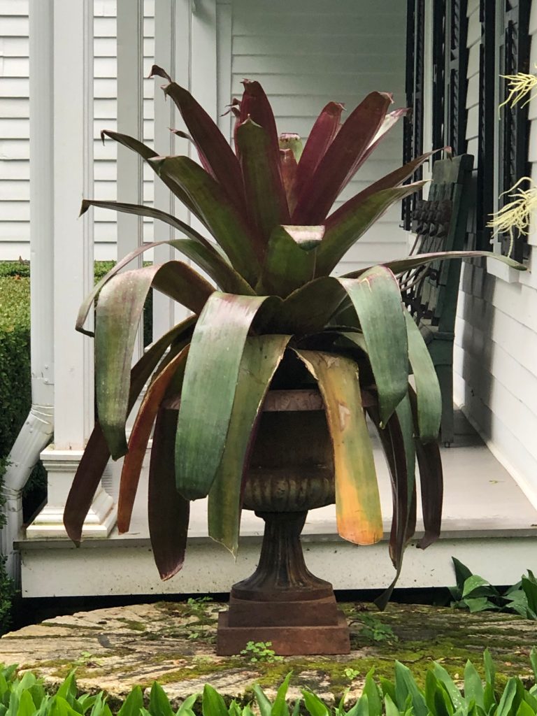 imperial bromeliad
