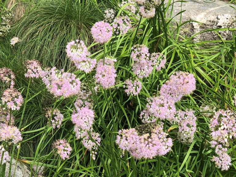 nodding onion