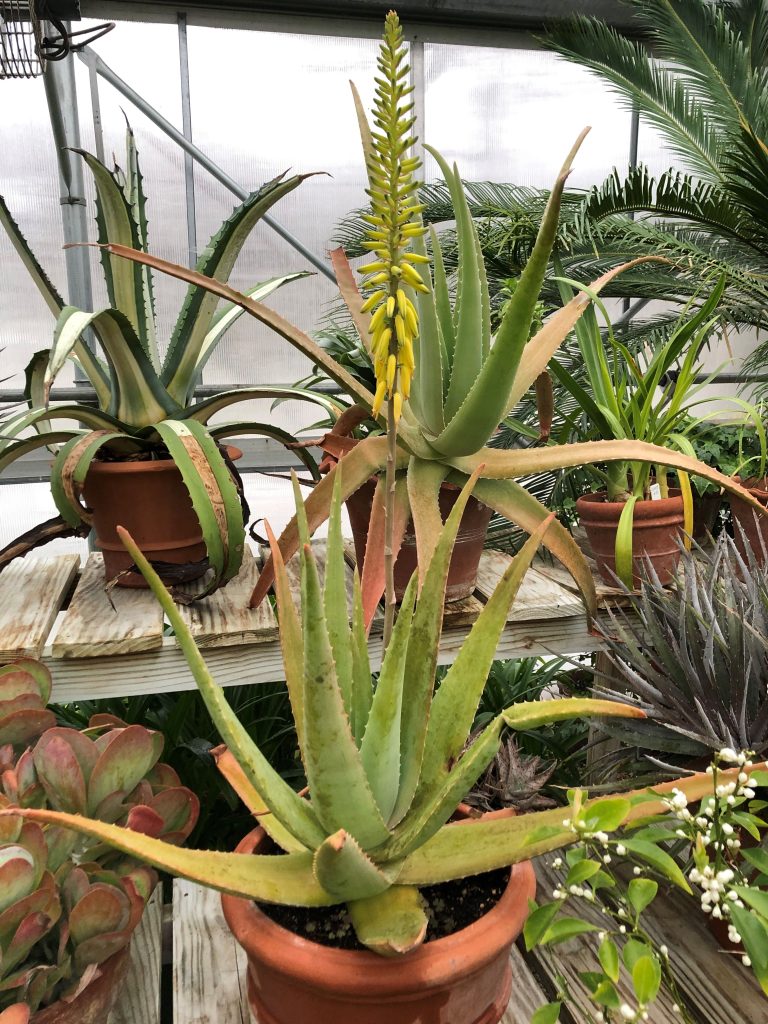 aloe vera