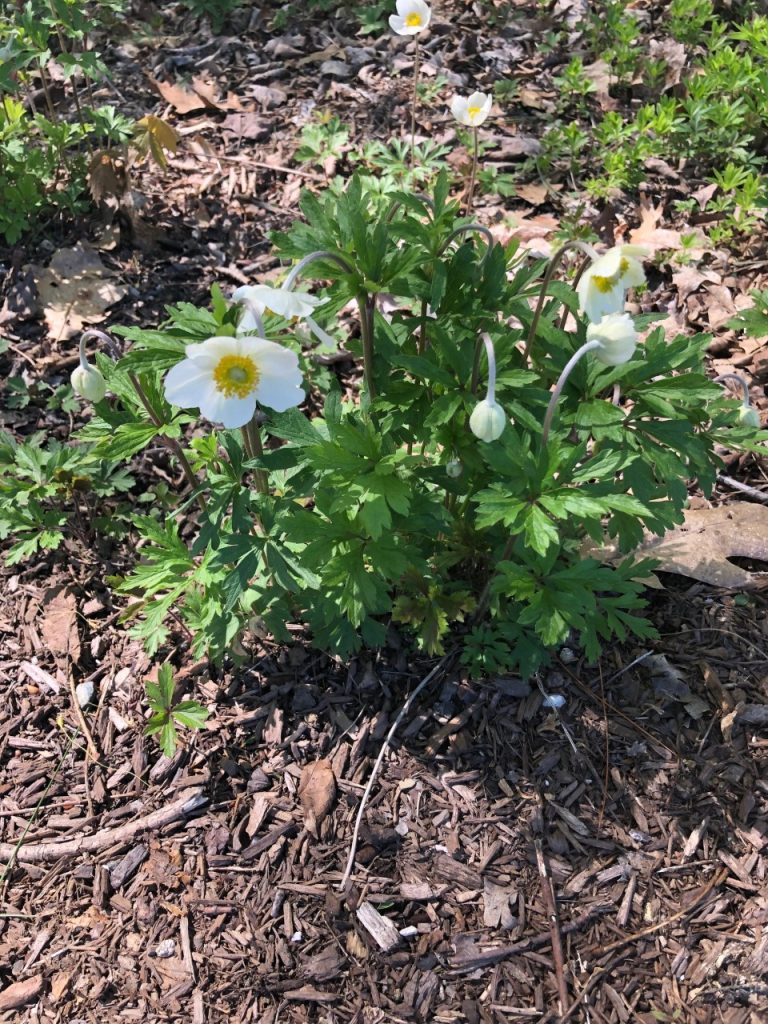 snowdrop anemone