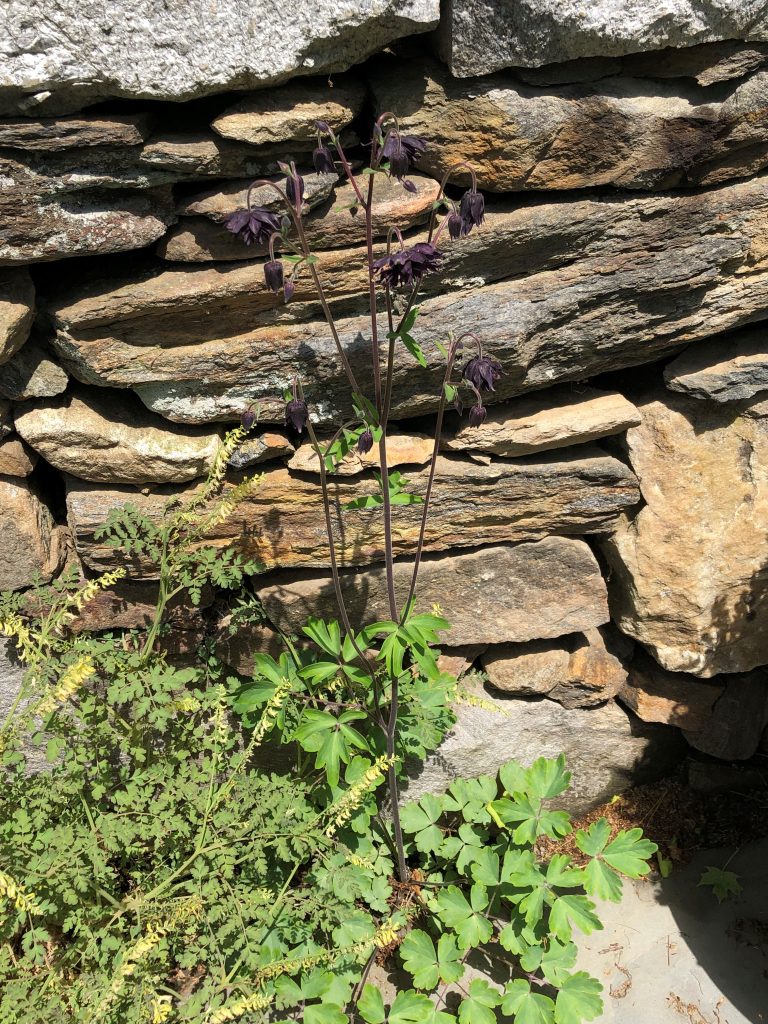 columbine