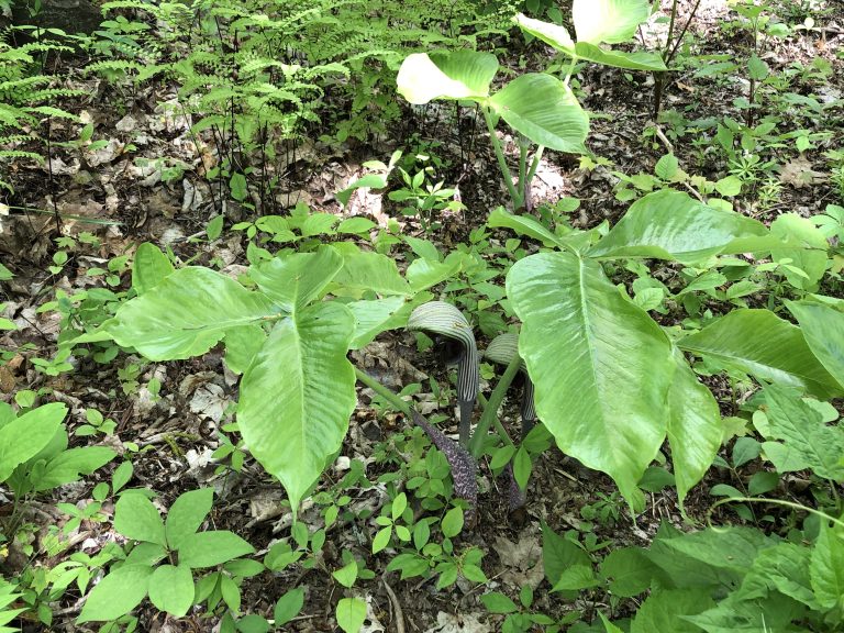 Japanese cobra lily