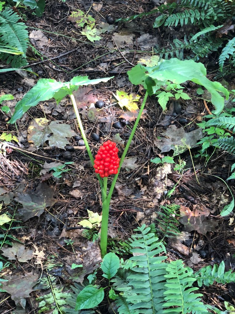 jack-in-the-pulpit