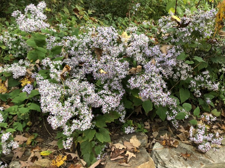 blue wood aster