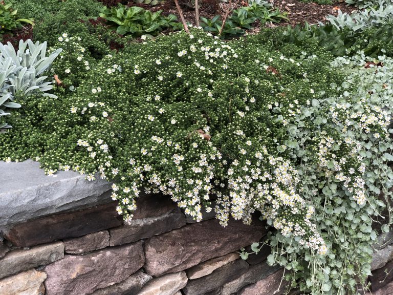 heath aster