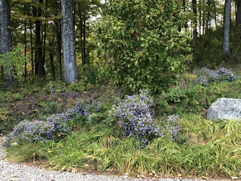 aromatic aster