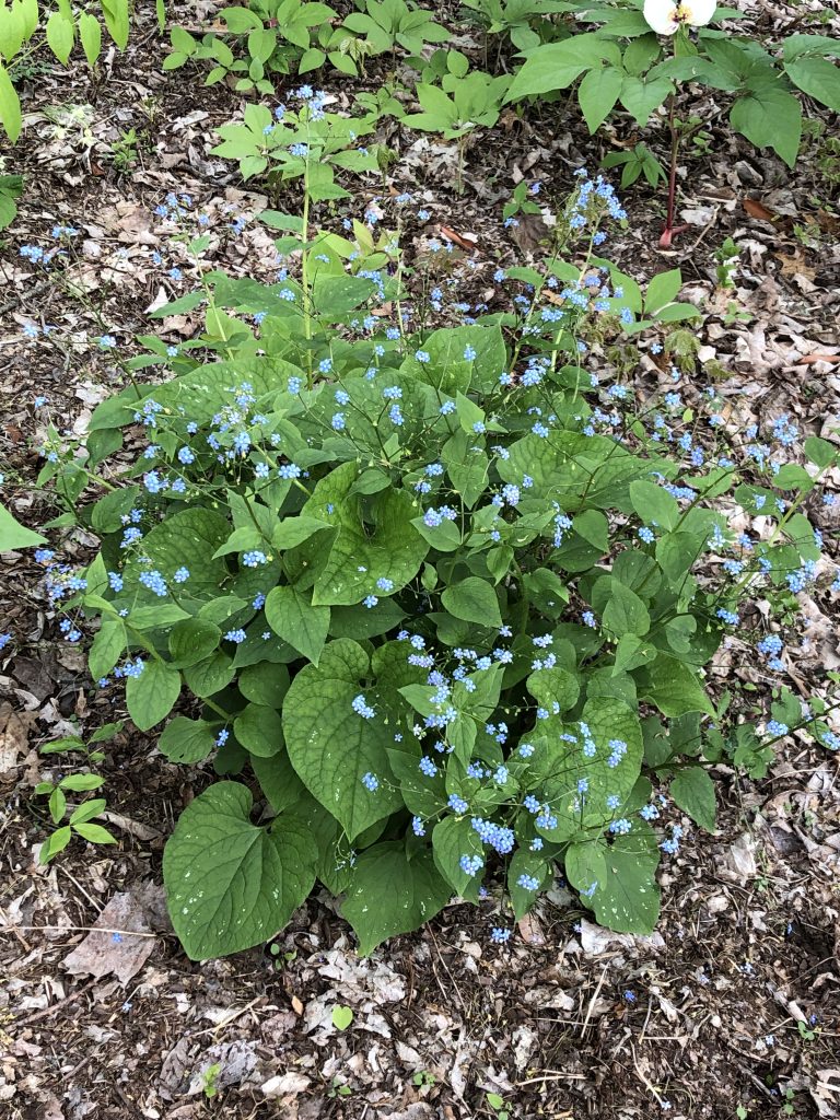 Siberian bugloss