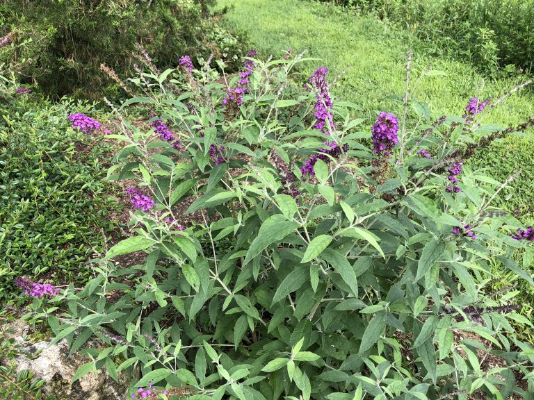 Lochinch butterfly bush