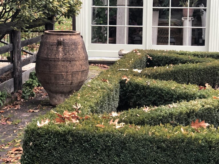 Green Velvet boxwood