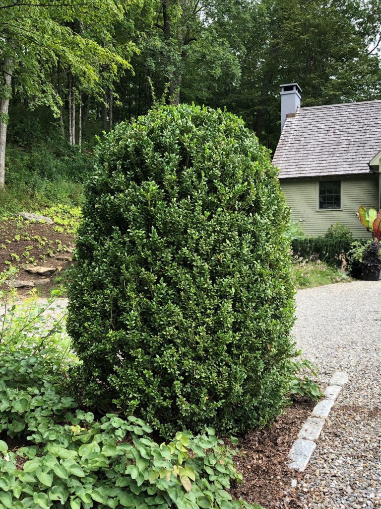 boxwood