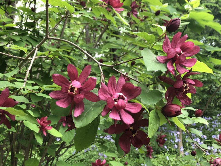 Hartlage Wine sweetshrub