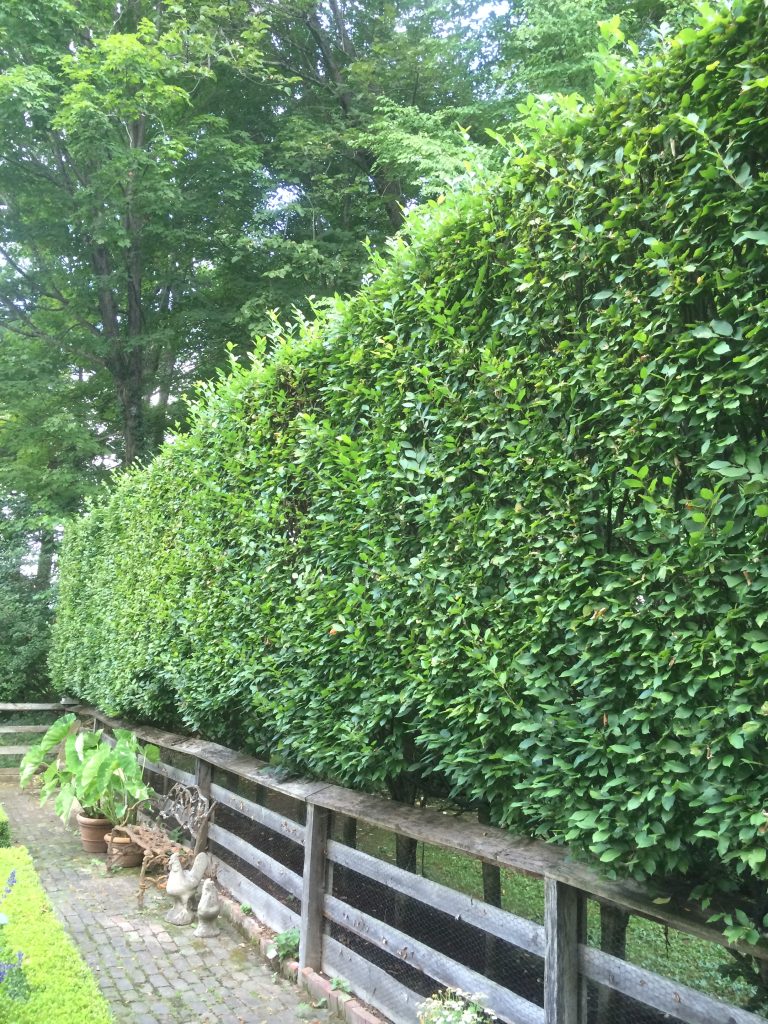 European hornbeam