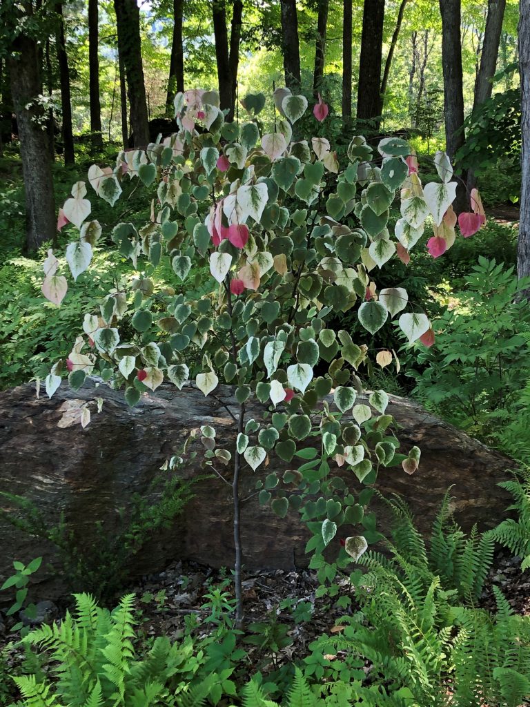 Carolina Sweetheart eastern redbud