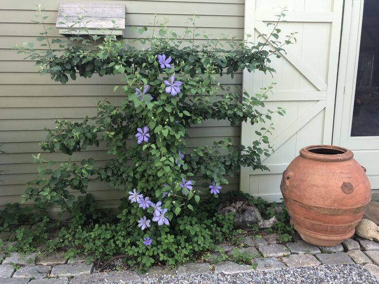 Arabella clematis