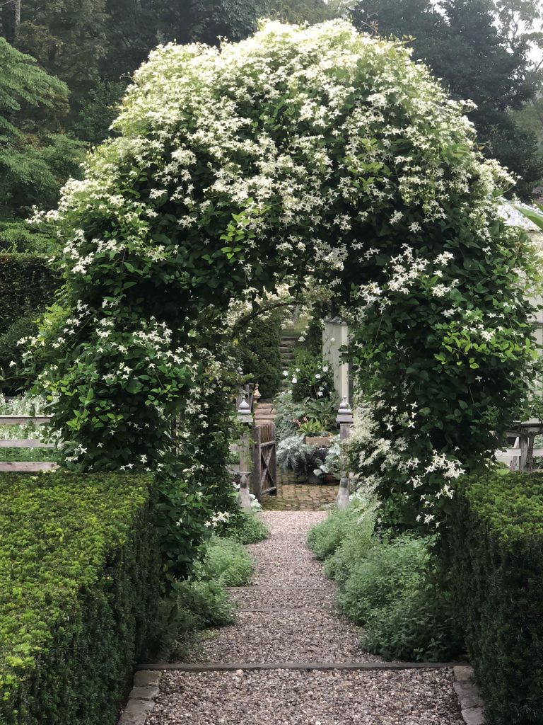 sweet autumn clematis