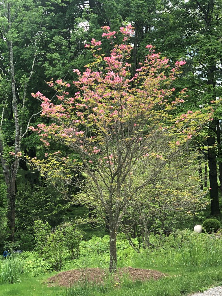 flowering dogwood