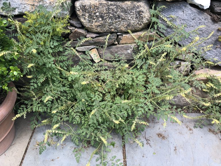 snake pod corydalis