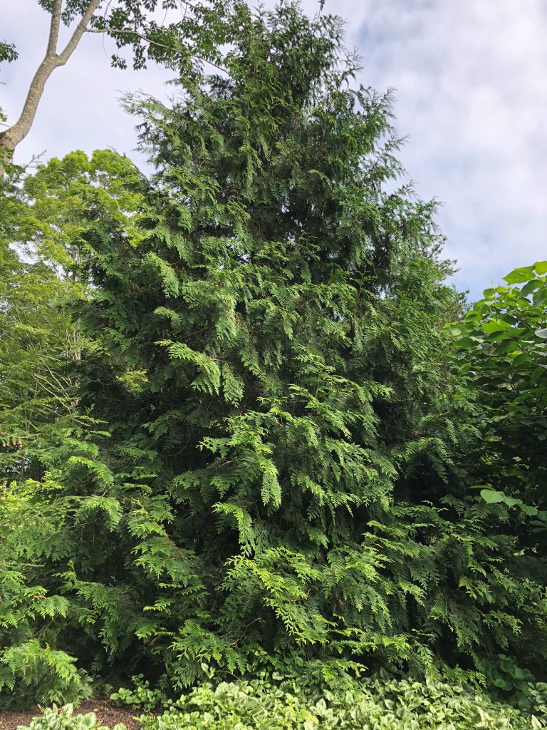 leyland cypress