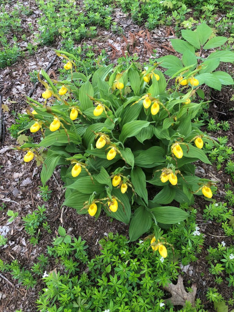 yellow lady’s slipper