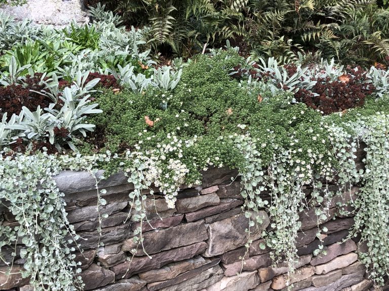 silver falls dichondra