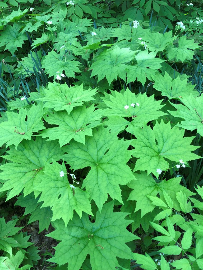umbrella plant