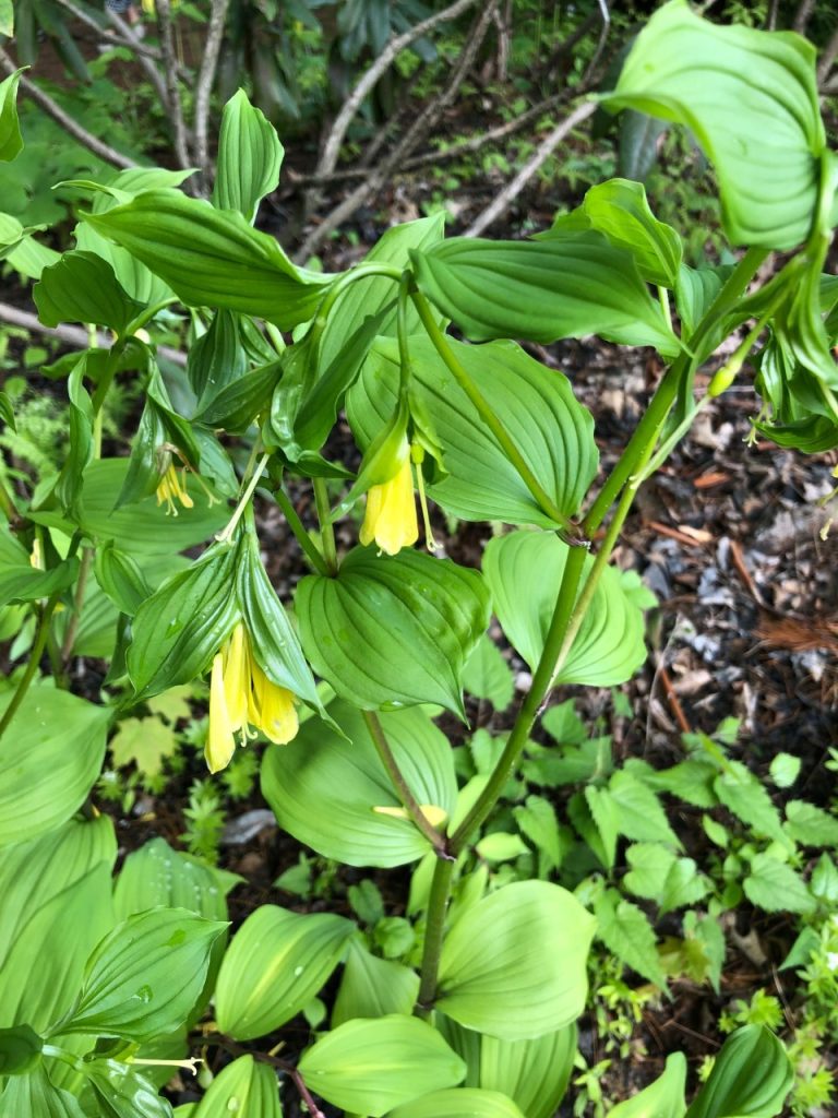 yellow fairy bells