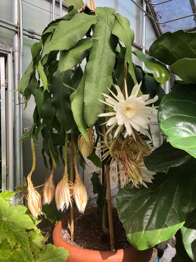 queen of the night cactus