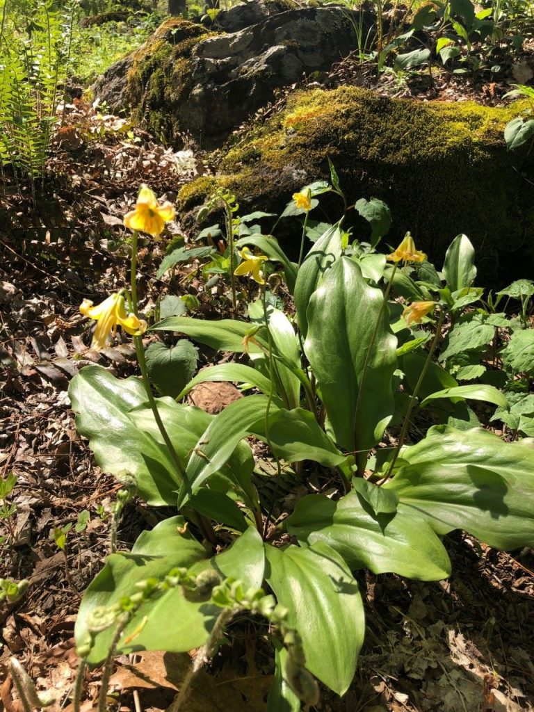 fawn lily