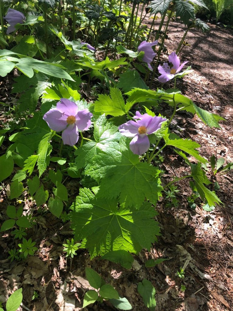 Japanese wood poppy