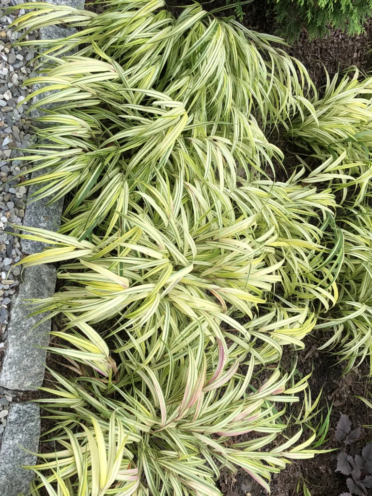 Japanese forest grass