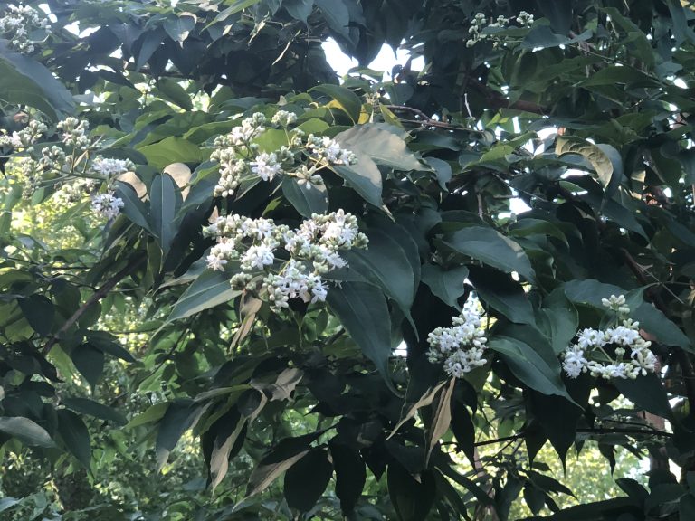 seven-son flower