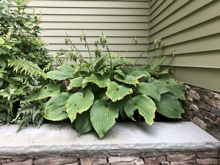 elegans hosta