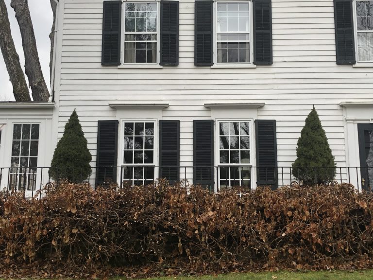 climbing hydrangea