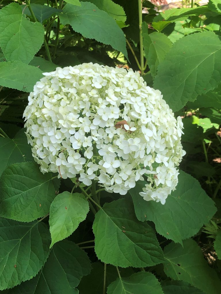smooth hydrangea