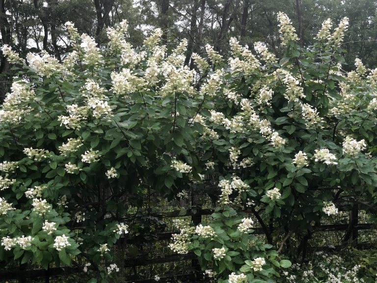 Bobo panicle hydrangea