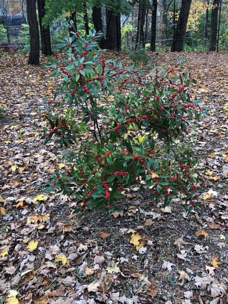 winterberry