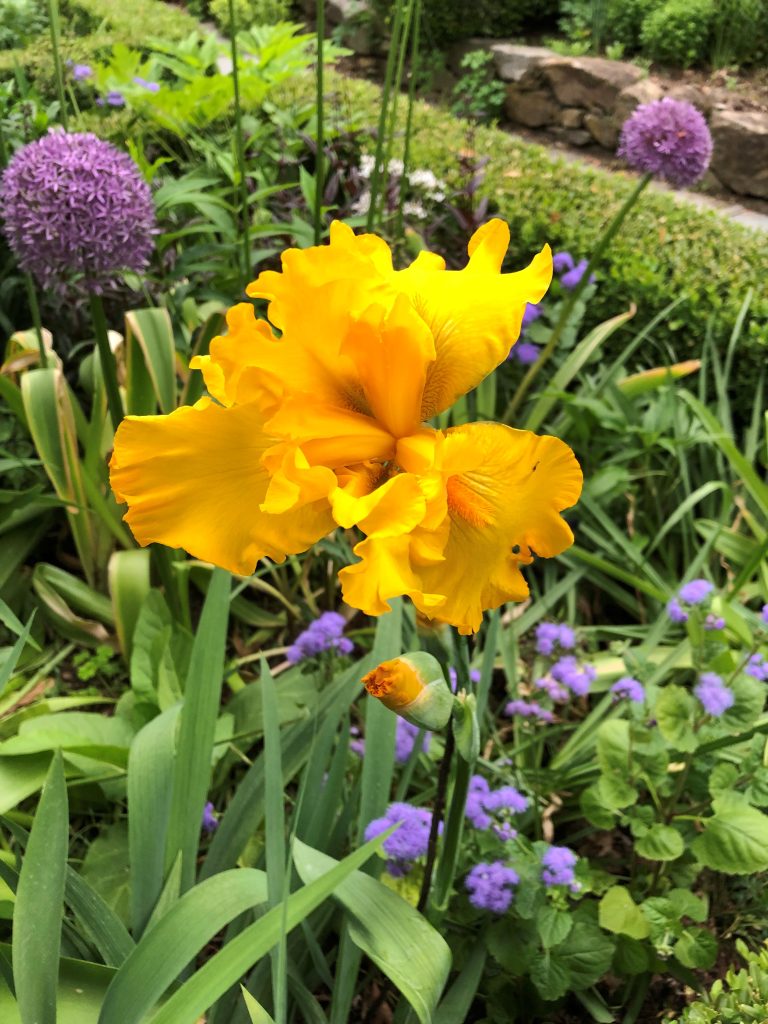 Éclat d’Or iris