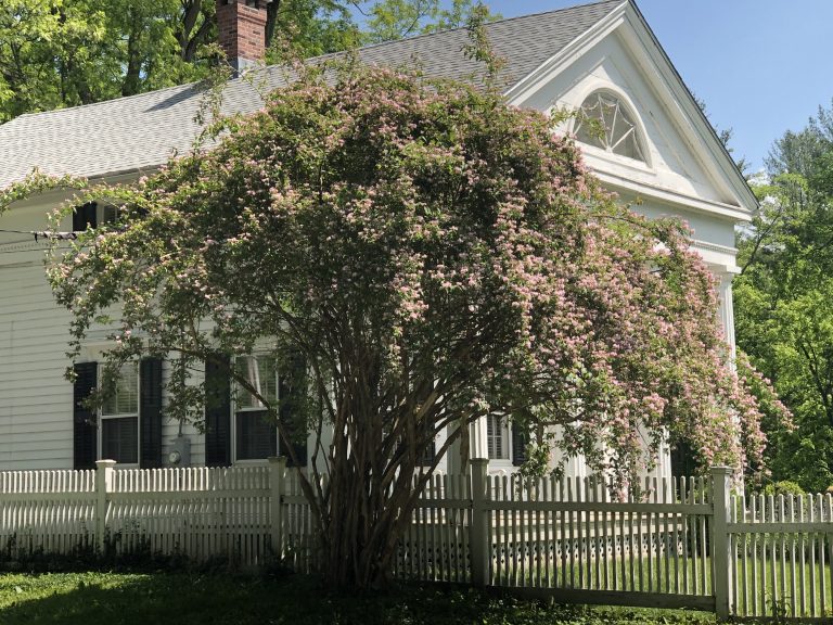 beauty bush