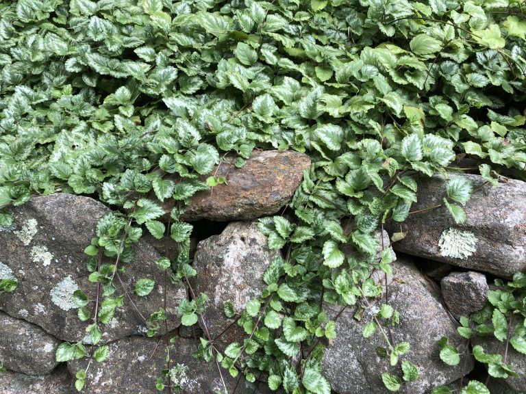 golden dead nettle
