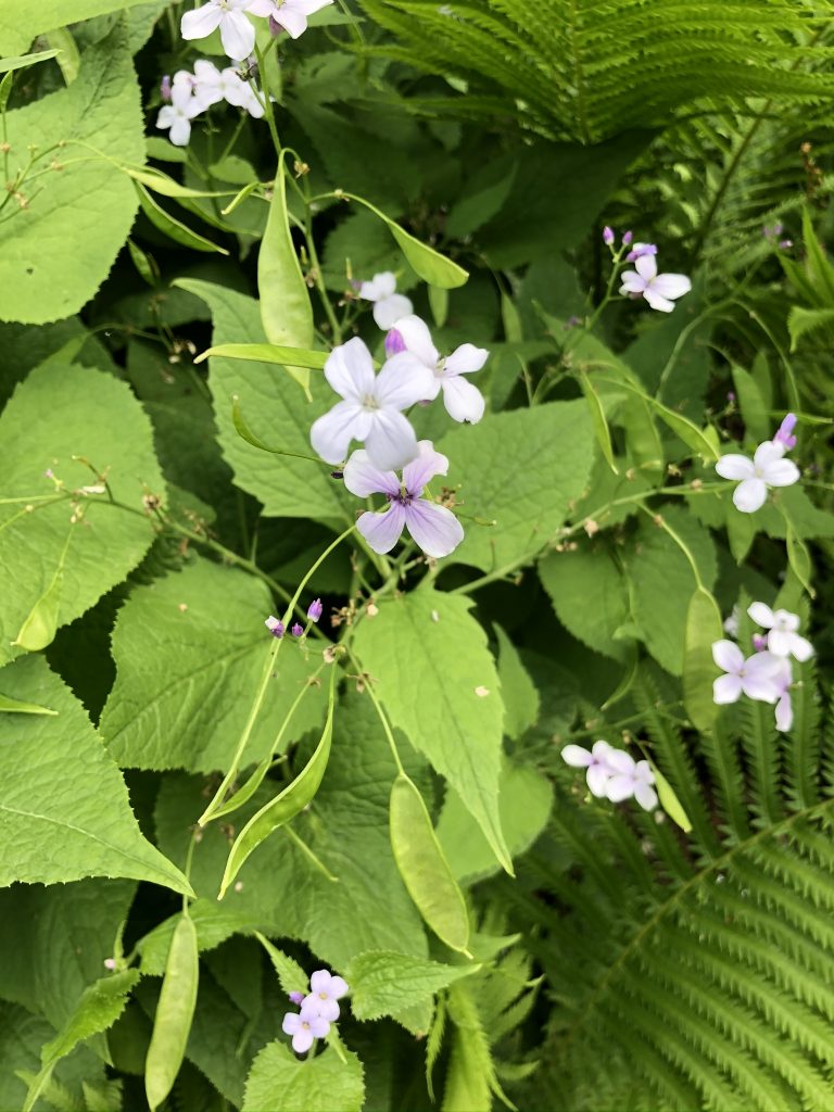 perennial honesty