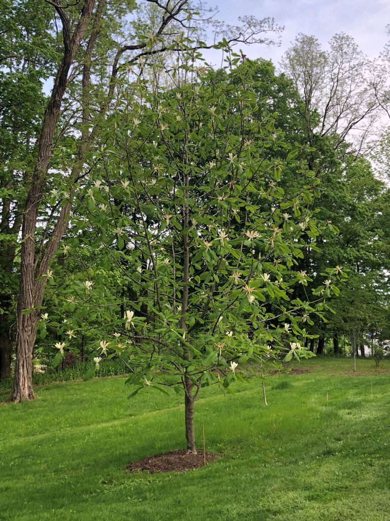 umbrella magnolia