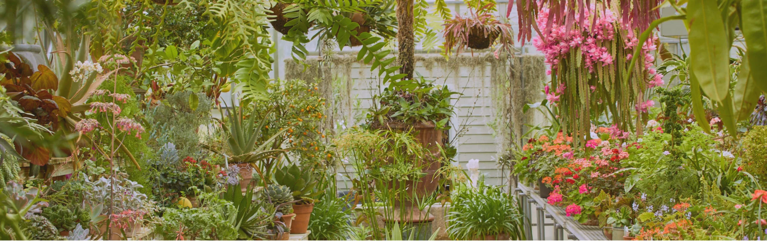 Greenhouse / Conservatory