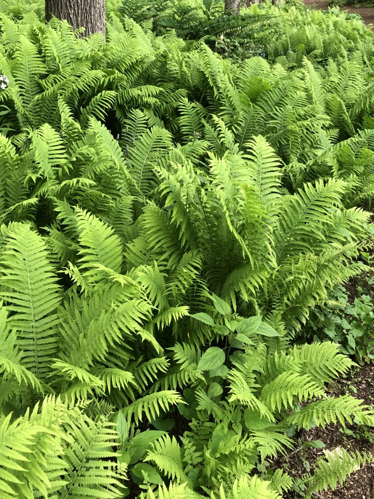 ostrich fern