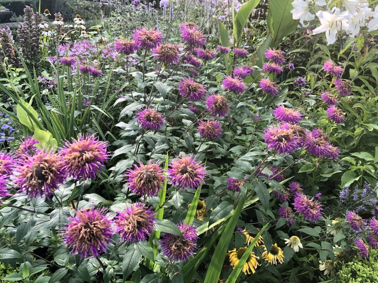 blue stocking bee balm