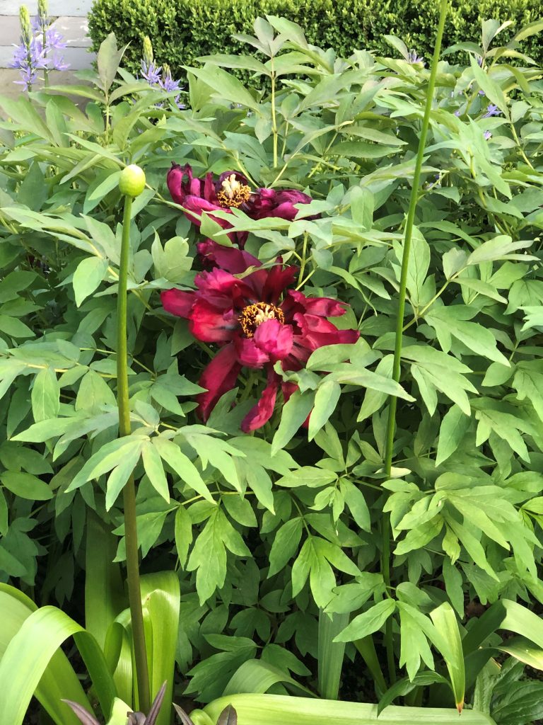 tree peony