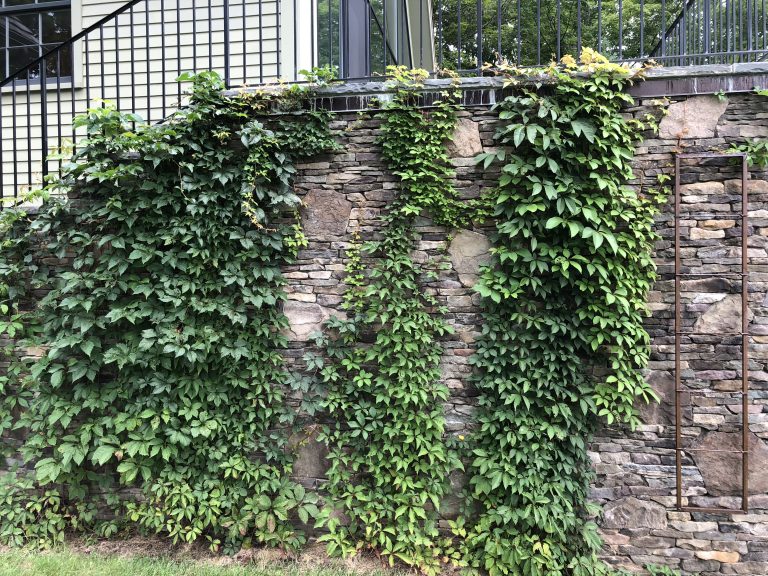 Virginia creeper
