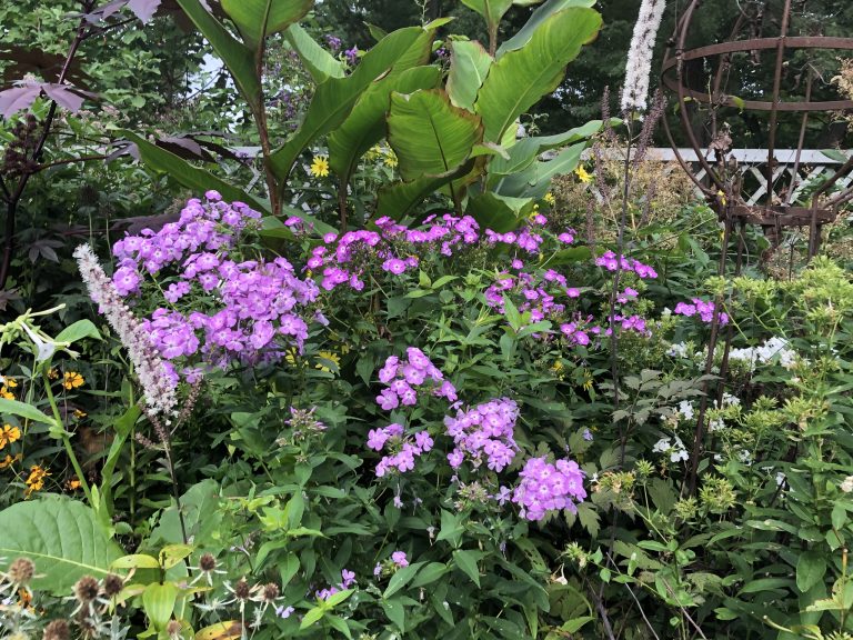 garden phlox – Laura