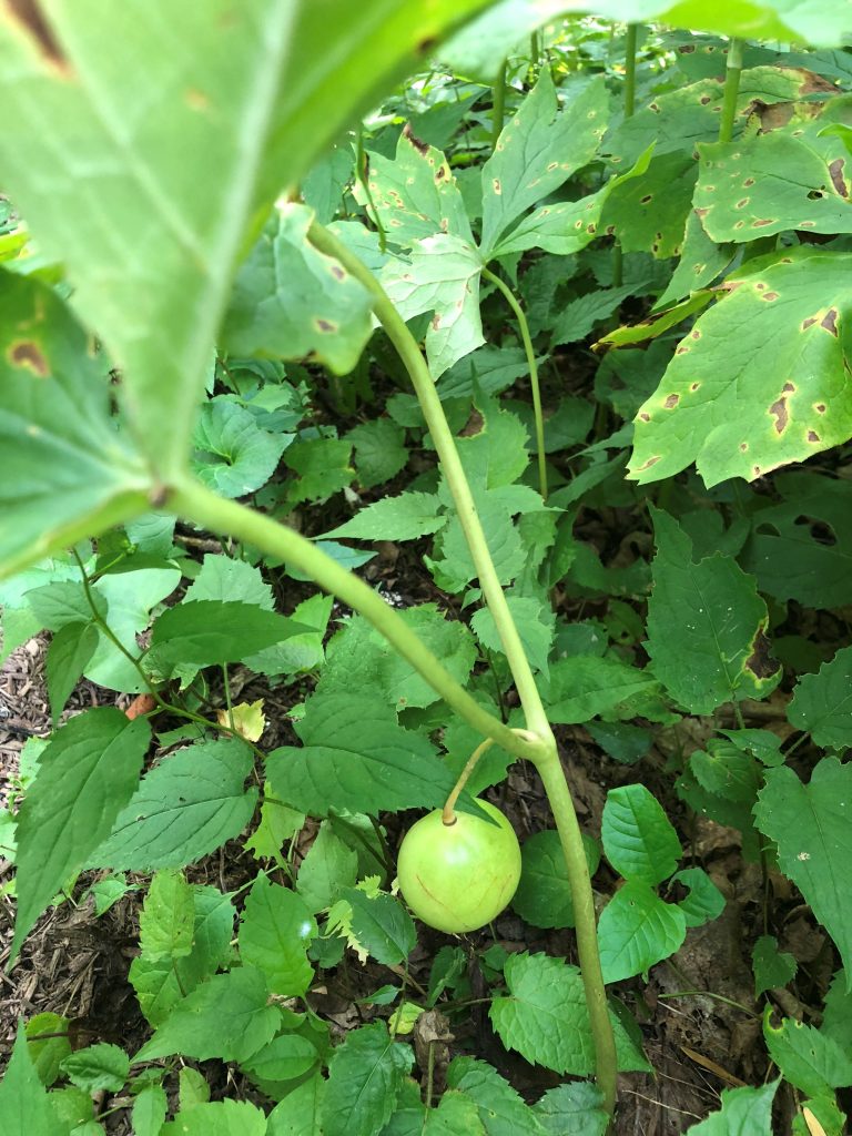 mayapple